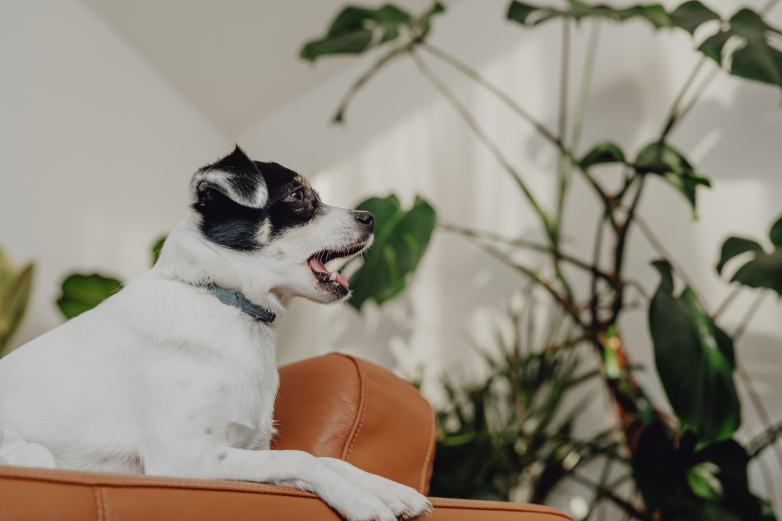 Perro pequeño en un salón con plantas