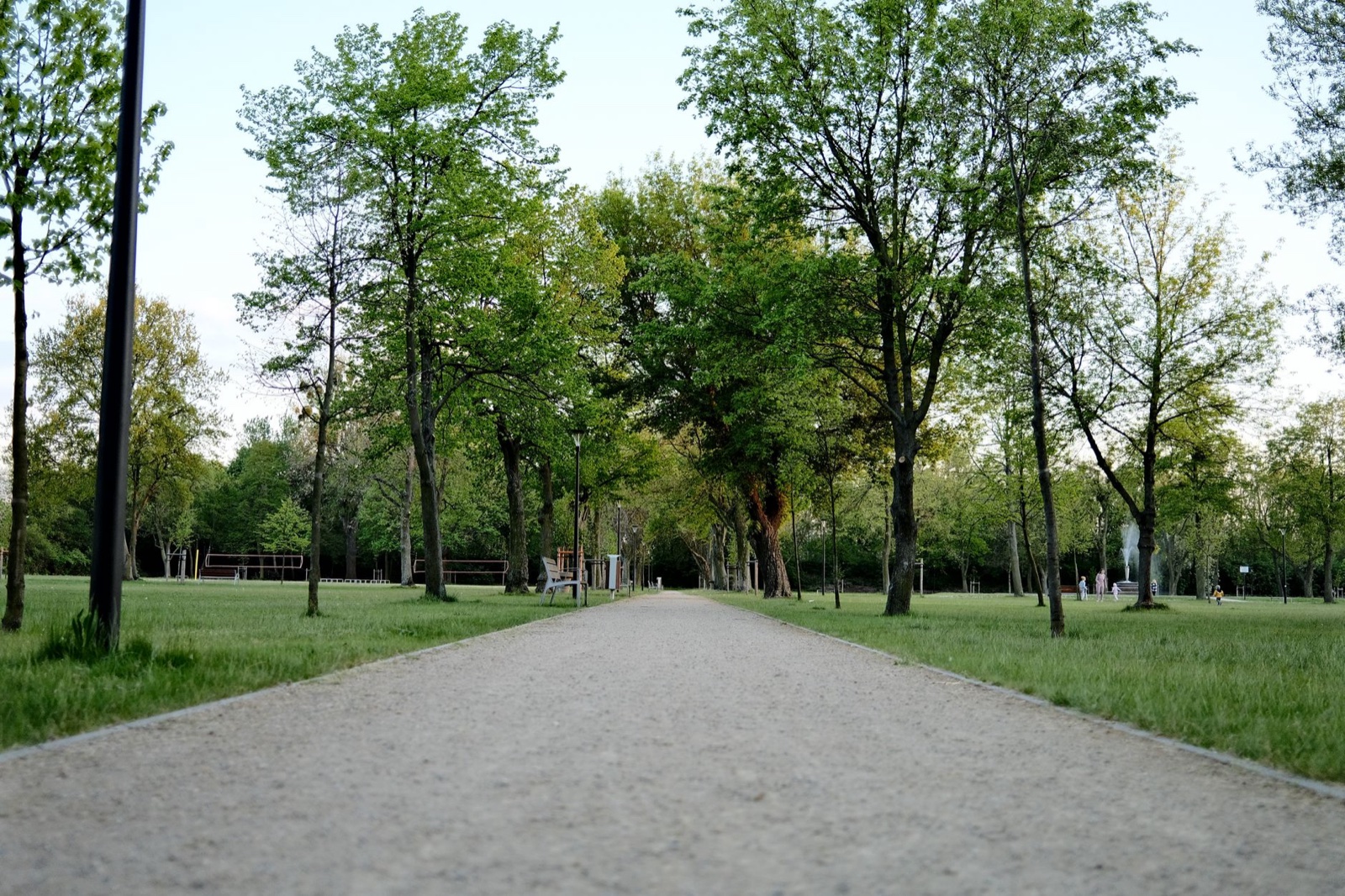 Tree-lined path in a Madrid park