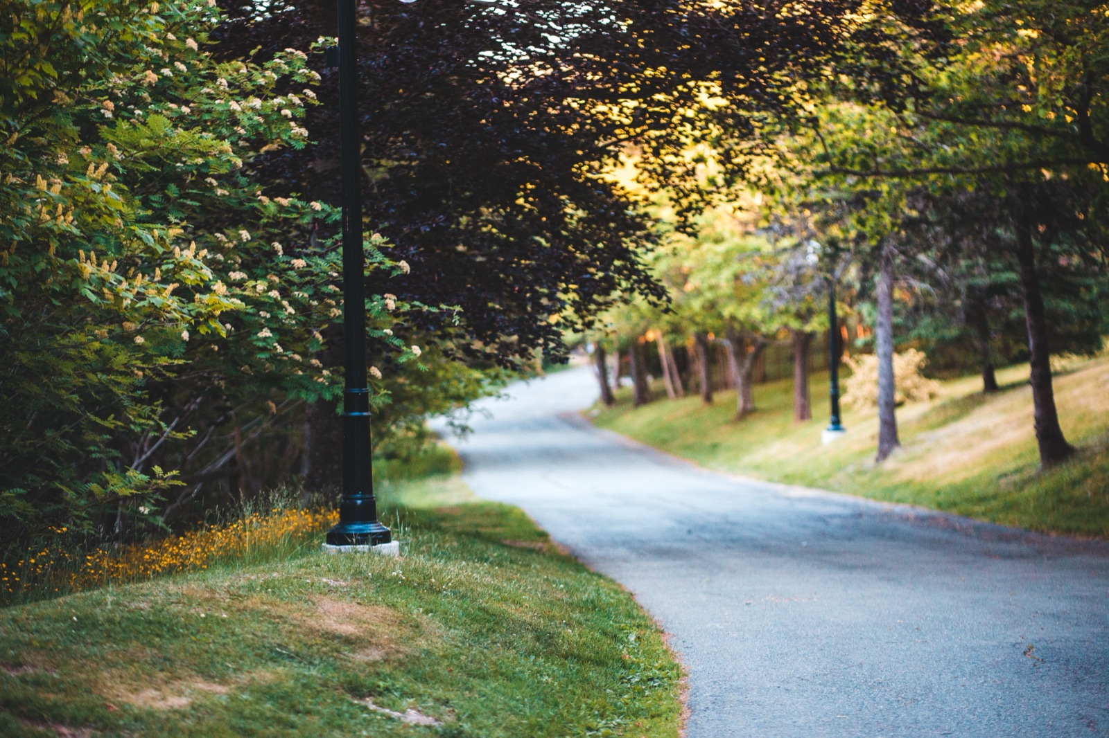 Quiet, tree-lined park pathway