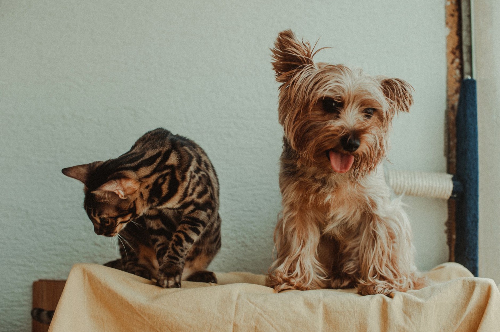A cat and a dog together indoors